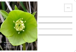 flowers-shop-postcard-7